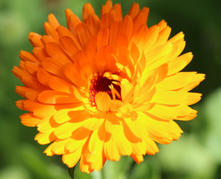Bild einer Ringelblume, die die Pflanzenheilkunde symbolisiert. Dieses Bild gehört zu der Bildergalerie, die Bilder über die verschiedenen in der Praxis der Heilpraktikerin Diane Zardini in Garmisch-Partenkirchen angebotenen Leistungen, enthält.